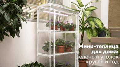 Мини-теплица для дома: зелёный уголок круглый год